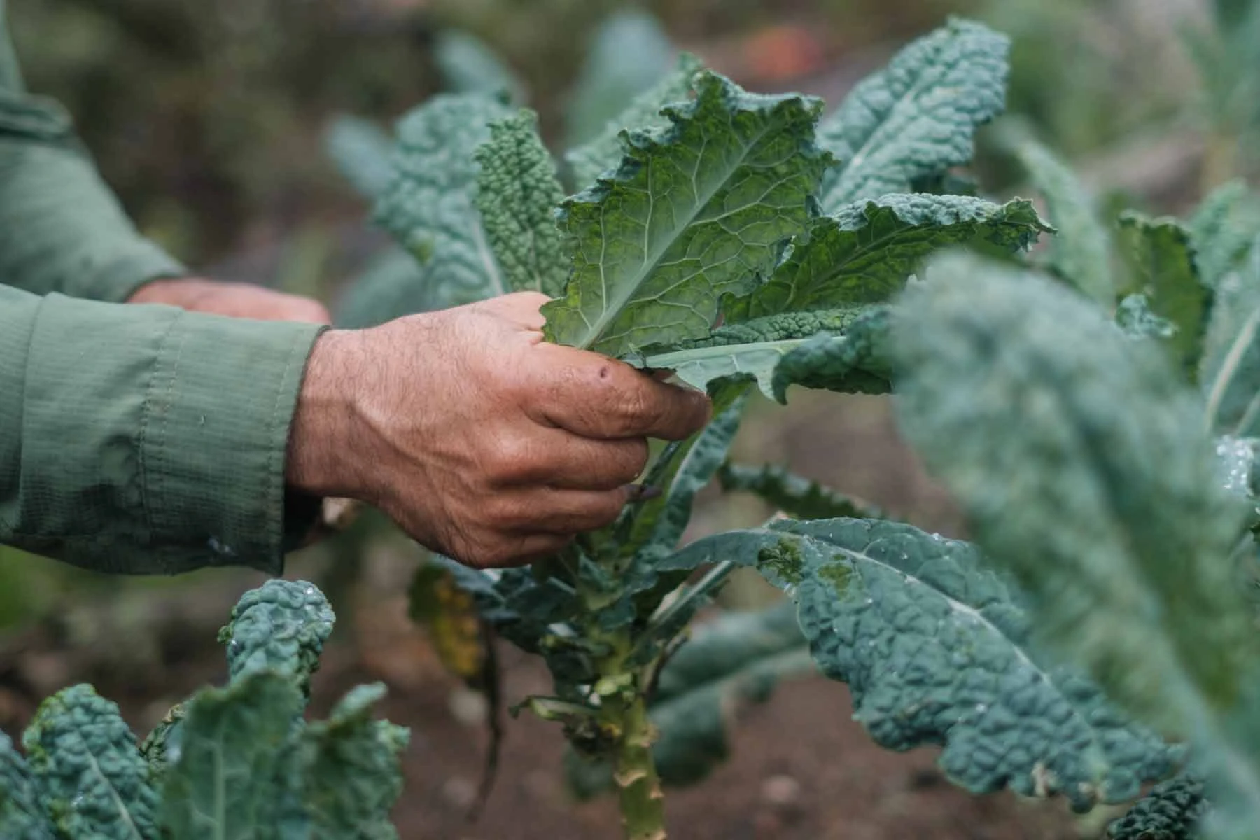 Kinkára permaculture gardens